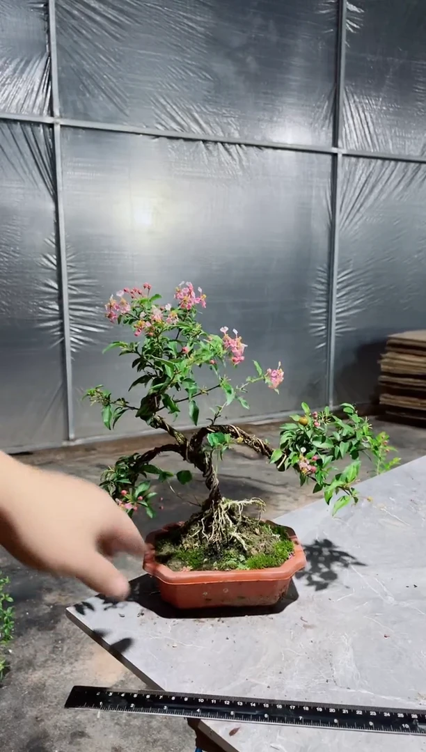 大部分花苞少量开放造型李氏樱桃