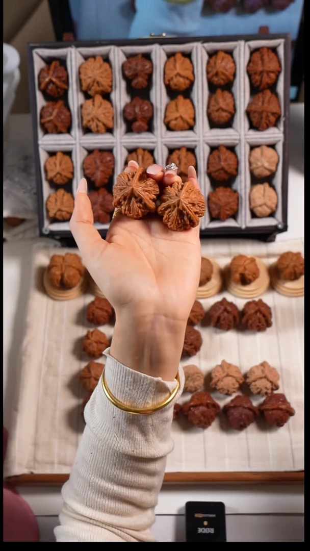 核桃御龙粗筋奔666