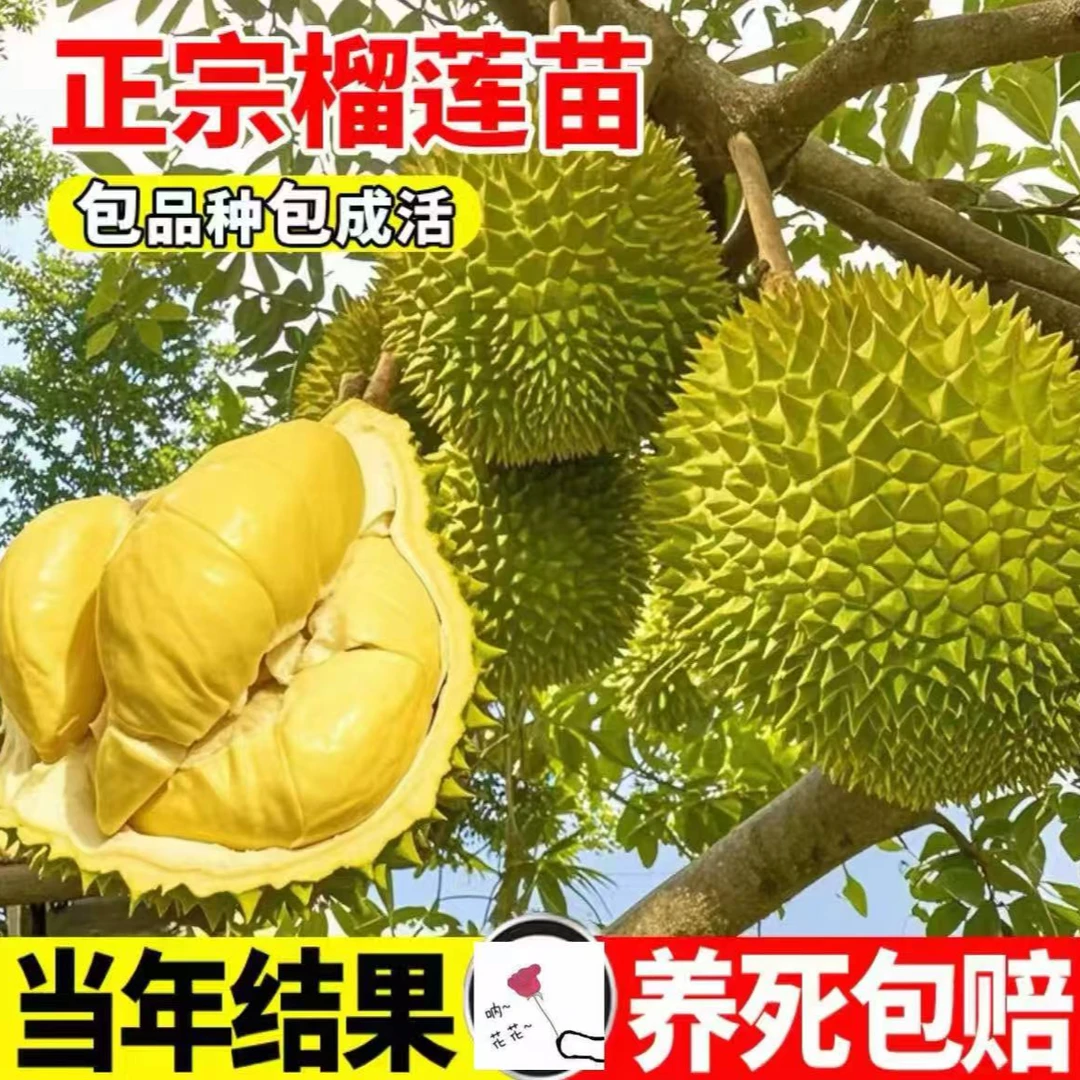榴莲苗盆栽地栽阳台小院四季种植当年结果南方北方可种植