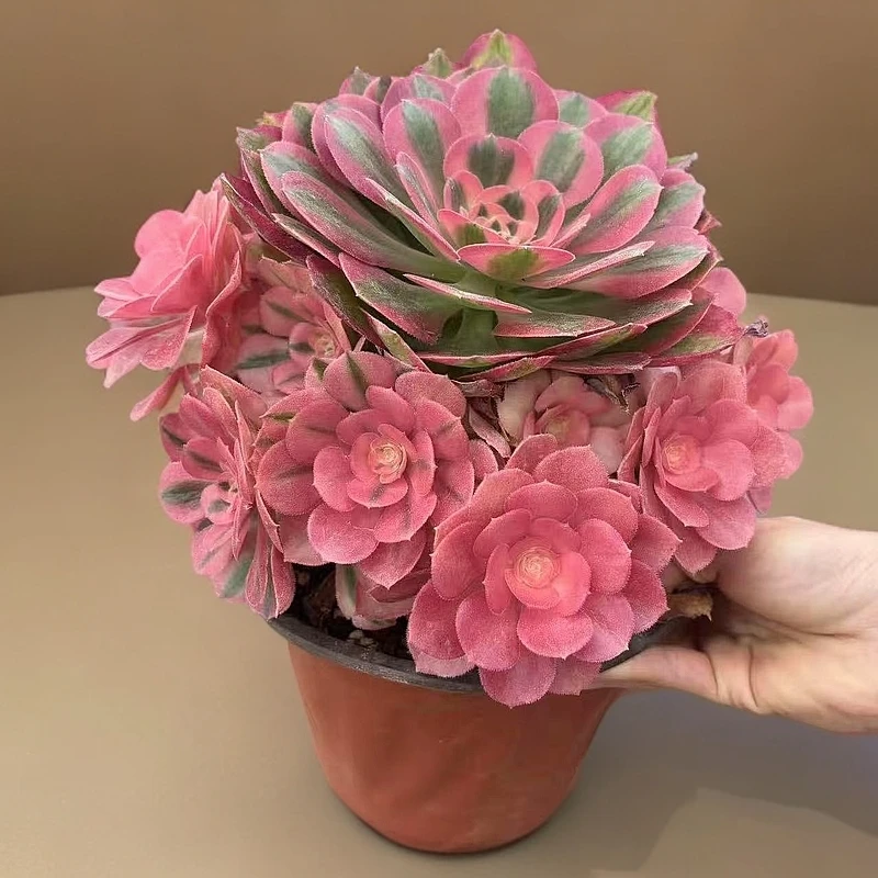粉女巫精品多肉植物好种好养新手必备老手必养