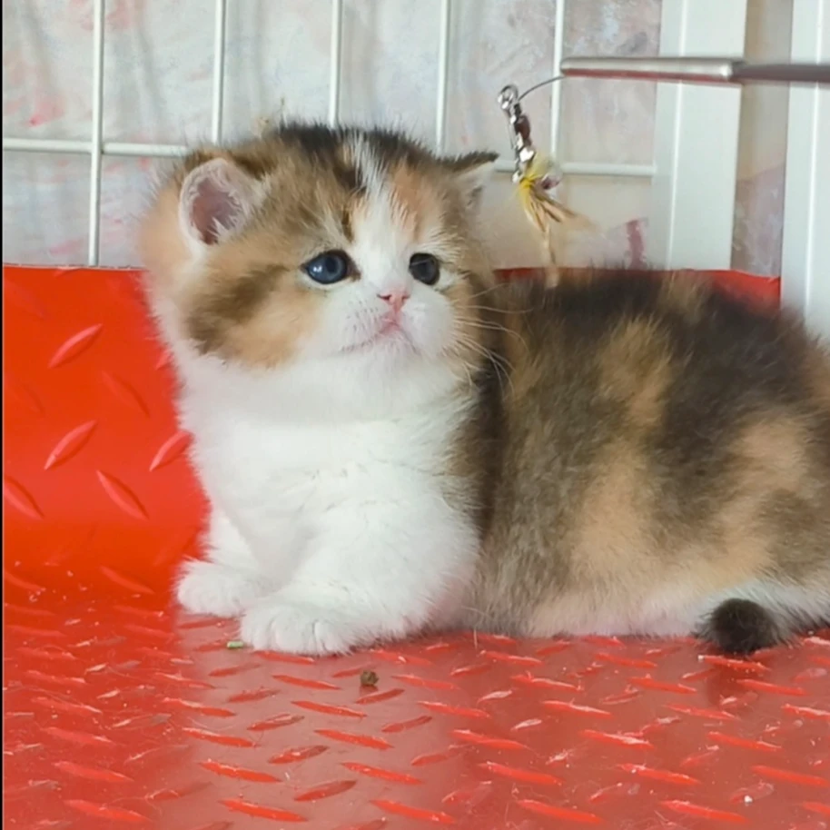 【辽阳悠悠佳】猫咪宠物活体全品种猫咪