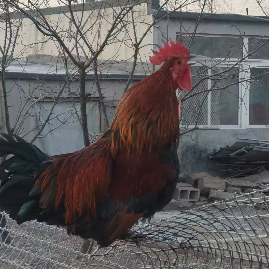 散养太行鸡童子鸡