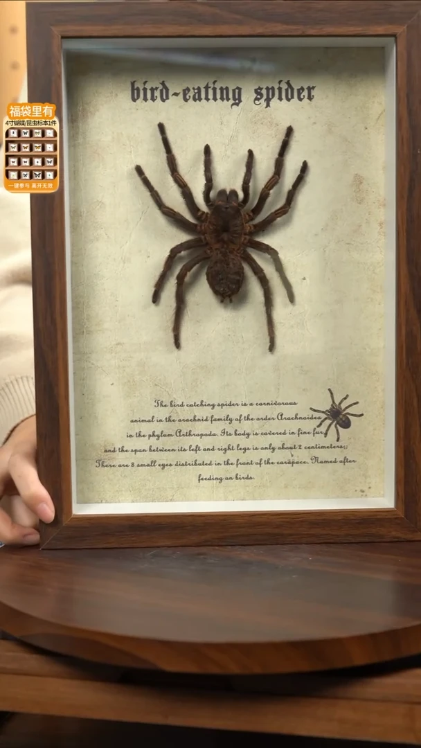 巨型蜘蛛标本A4复古框