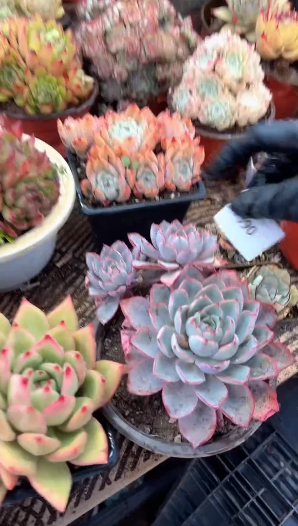 巧***王多肉植物一物一拍21390