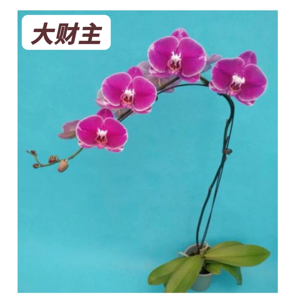 蝴蝶兰-【大财主】苗子3.5寸加高杯基地直发