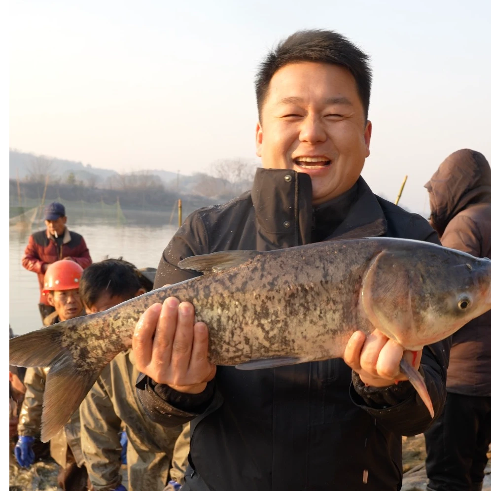 现场称重 湖南常德北民湖野生雄鱼大头鱼 新鲜冷冻京东包邮