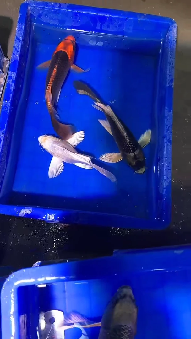 蝴蝶鲤鱼蝴蝶鲤直播选鱼专用链接 凭开箱视频售后