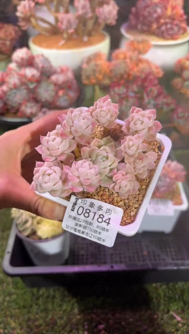 【闪购商品】08184