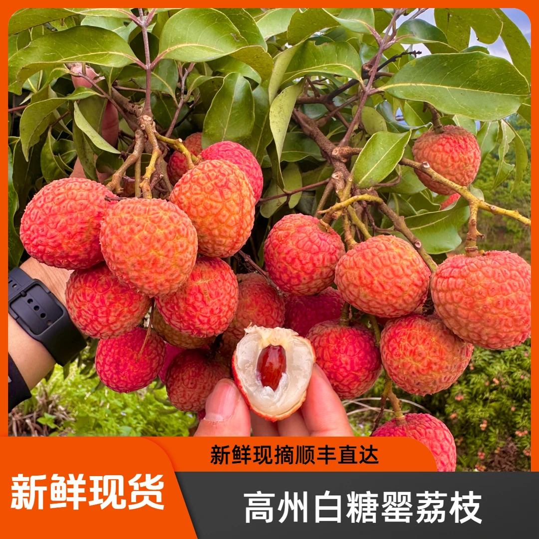 【顺丰冷链】广东高州白糖罂荔枝当季新鲜现摘水果纯甜无算荔枝