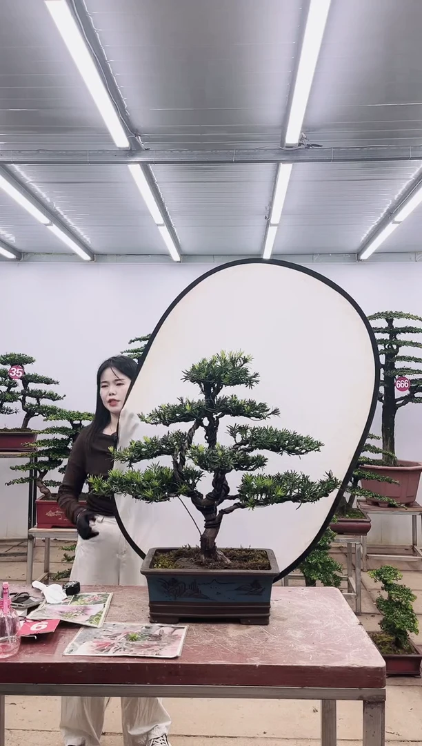 无花朵一物一拍，所见即所得