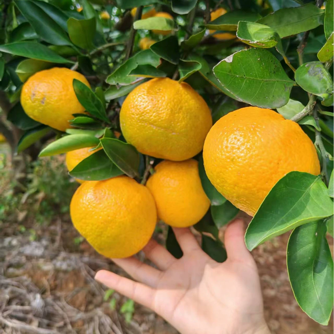 【精品】新津蜜桔新鲜薄皮桔子皮薄多汁肉嫩自然熟应季水果产地直发