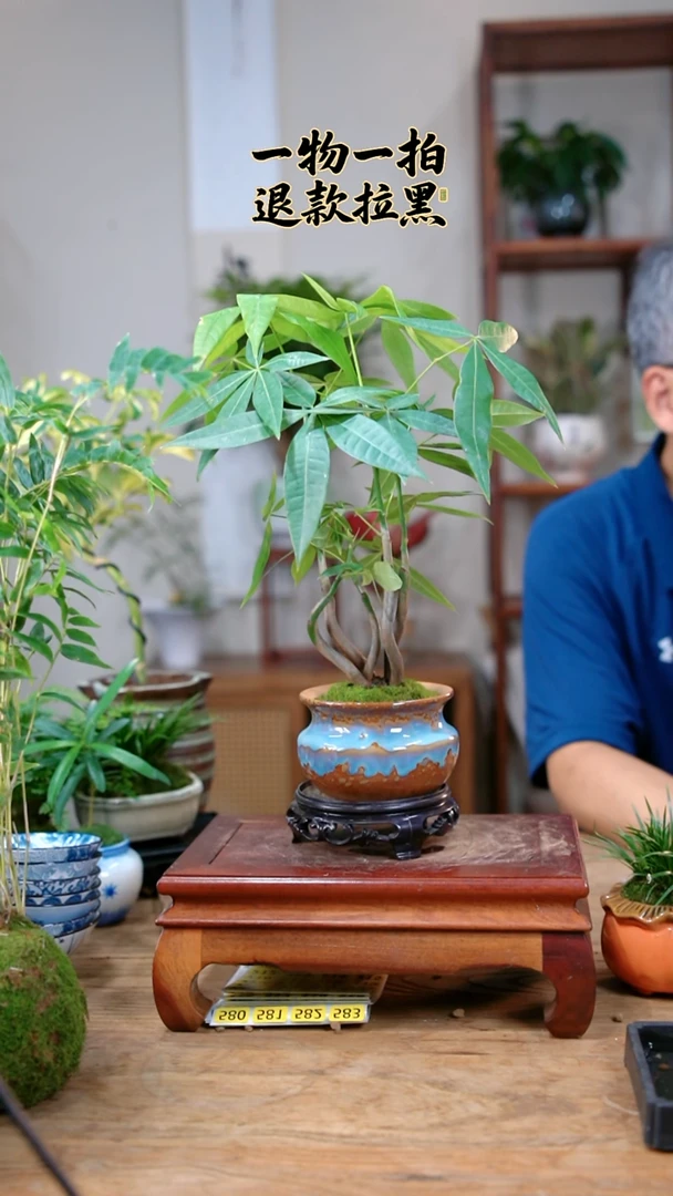 完全开放波*蜜发财树075