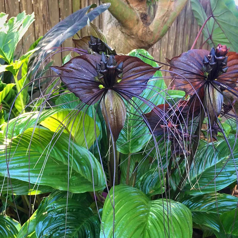 老虎须箭根薯花卉绿植盆栽室内庭院耐阴 Tacca chantrieri Andre.