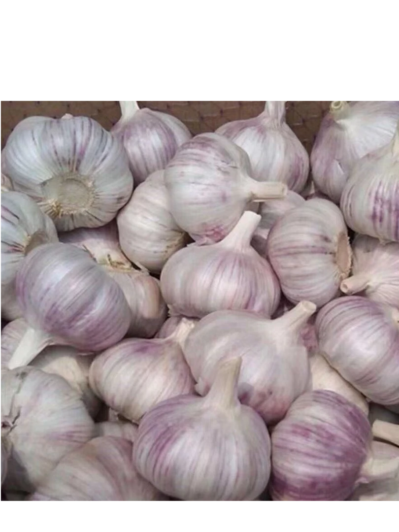 【河南开封】新干蒜干蒜头农家新蒜头紫白皮大蒜当季蔬菜整箱发货