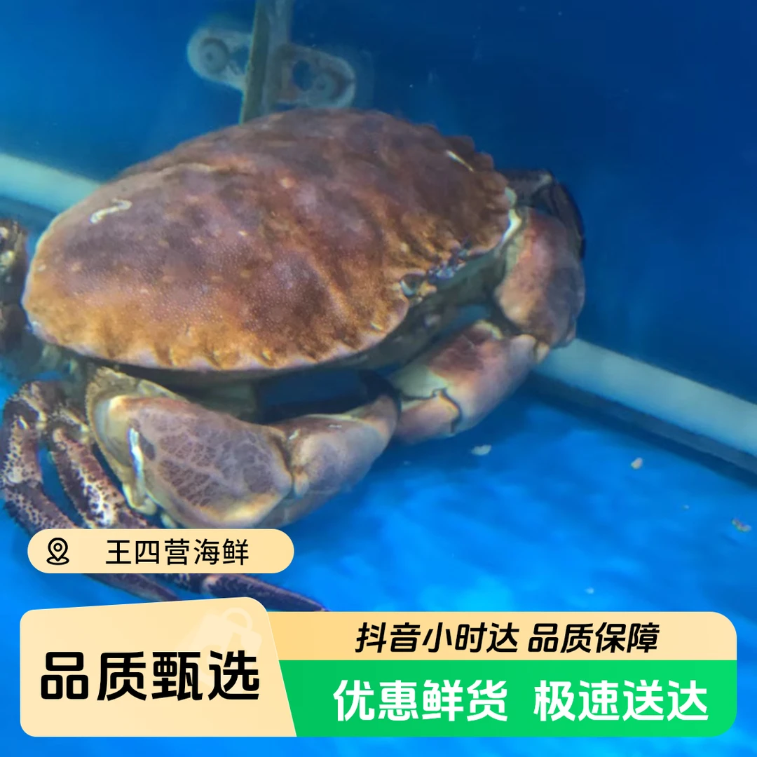 【鲜活】面包蟹海鲜/只蟹同城配送