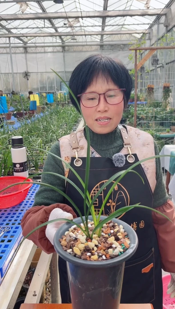 当前无花朵，栽培后可花朵老*俞氏素荷，，，老于