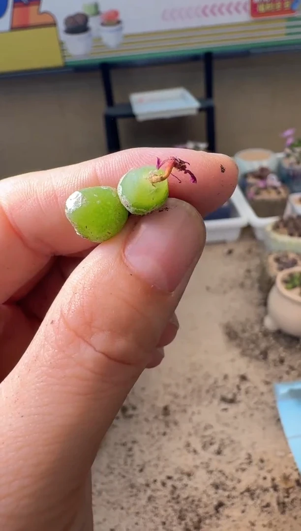 5-346多肉植物肉锥