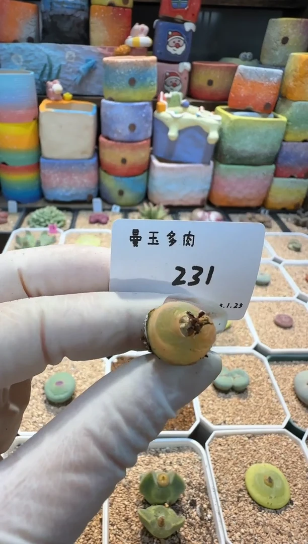 【闪购商品】25.1.25-231