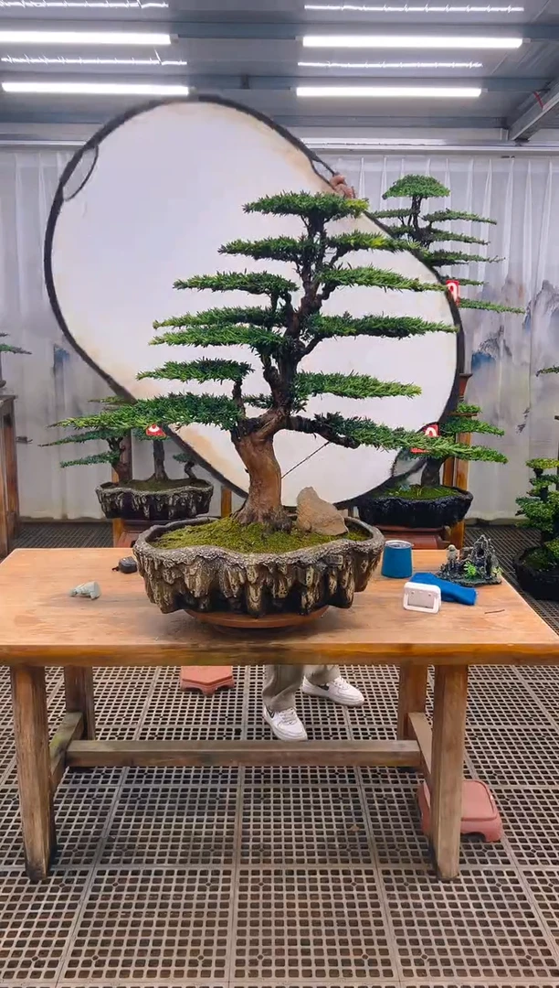 无花朵于*乎精品盆景直播间一物一拍