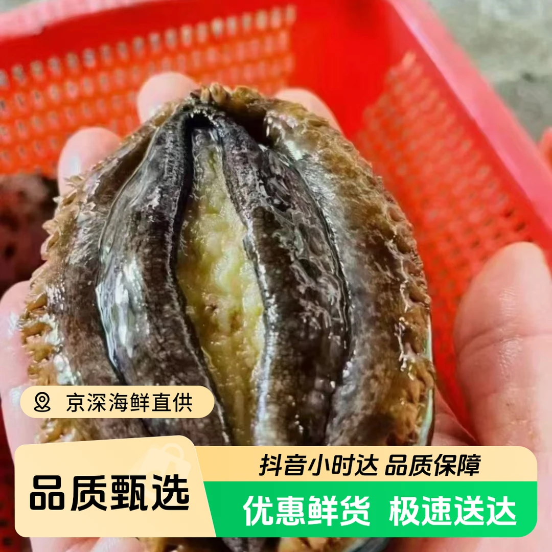 单只装 鲜活鲍鱼（多规格可选）