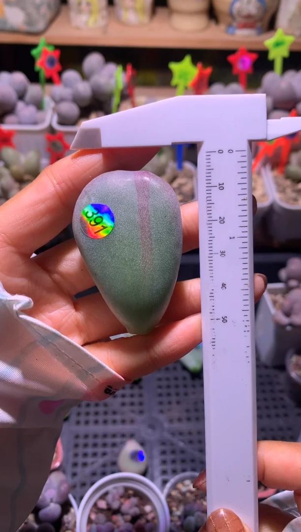 油煎锦叶片一片，满28包邮，不满发一个叶片到付