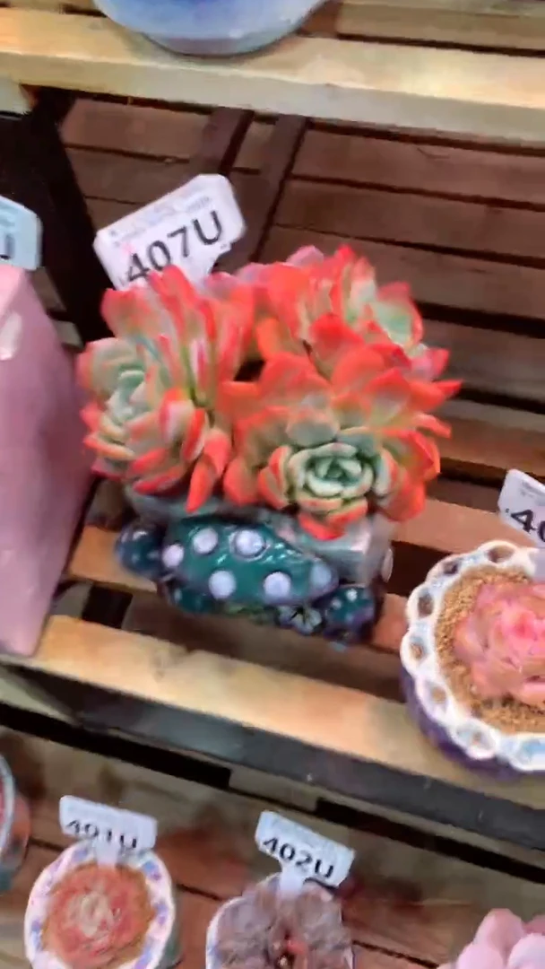 407 U（一物一拍，精品多肉，w所见即所得 ）