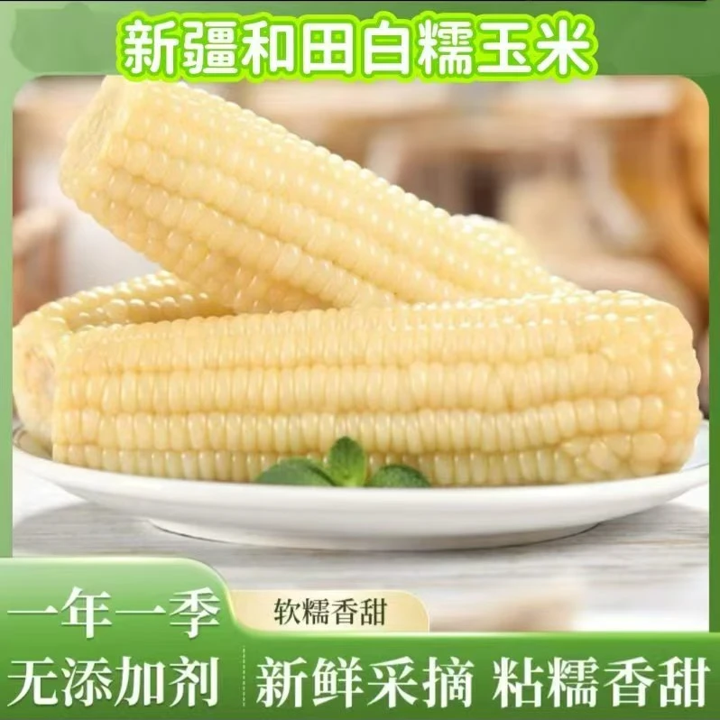 新疆头茬白糯玉米软糯香甜产地直发