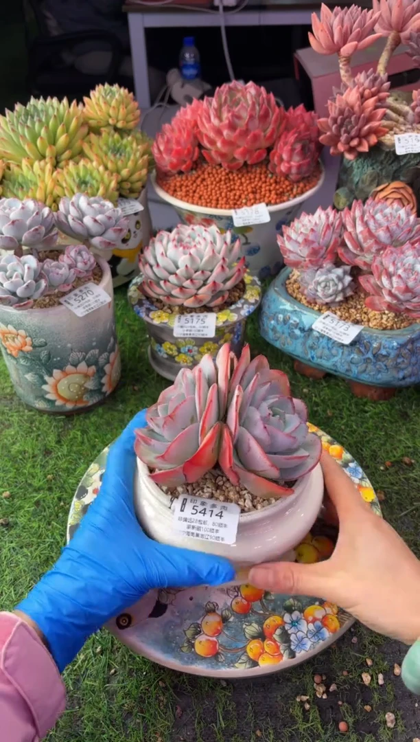 昆明印象多肉5414