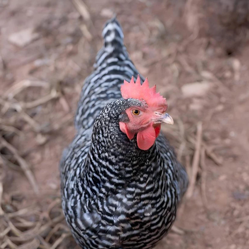 芦花鸡 宠物鸡 绿壳蛋 【包活包邮】