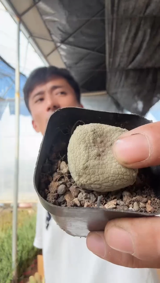 实生方形凝蹄玉35.99