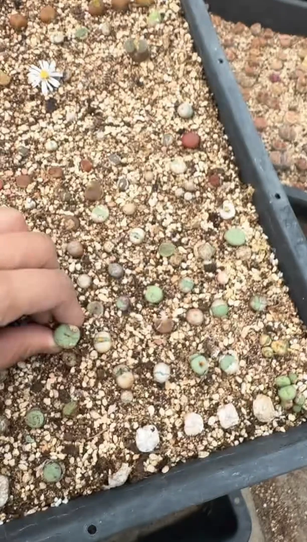 多肉植物肉锥脱土发29-149