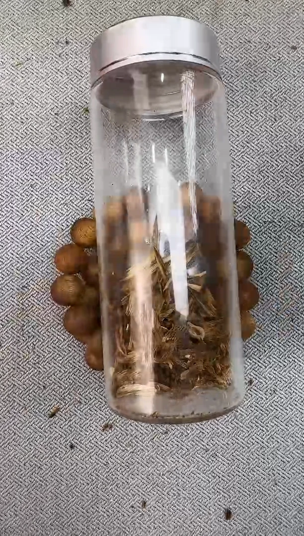 沉香碎屑沉香Y1.2陆河圆静静沉香甄选多样性发一