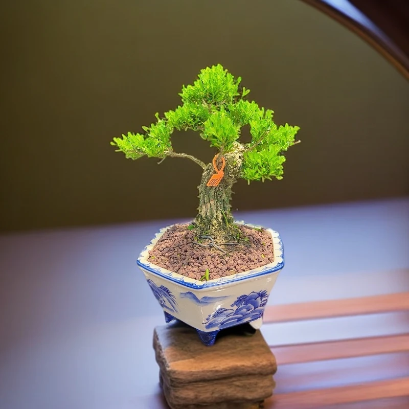 迎客松罗汉松黄杨盆栽盆景室内植物点缀您的空间!成活率高现发