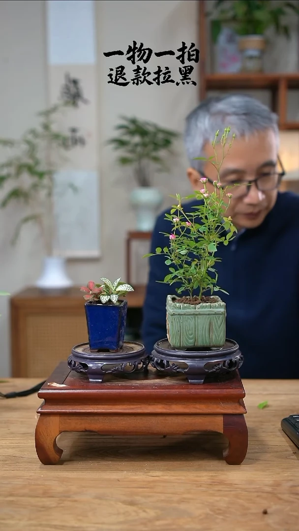 完全开放摸*儿308月季+网纹草