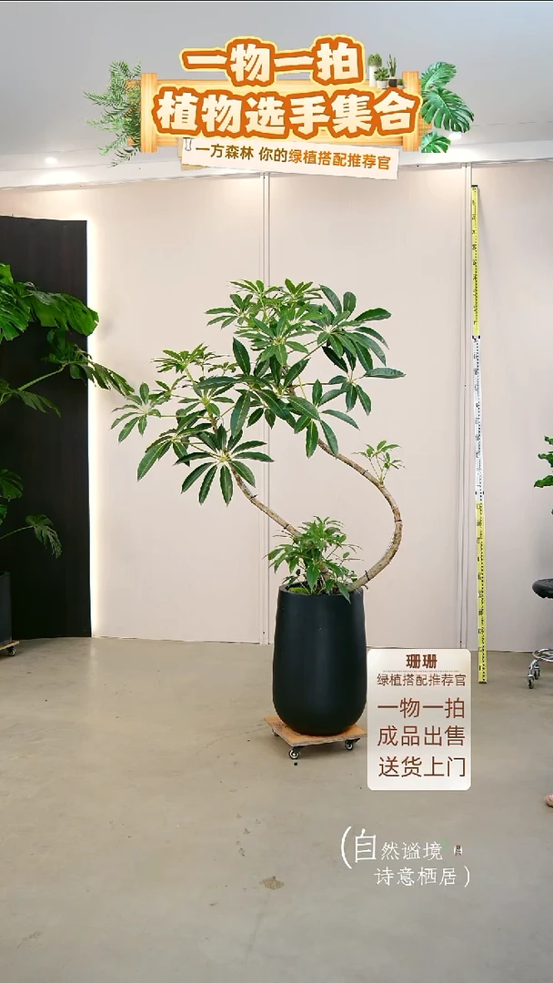 无花朵杨**.日本进口保罗大叶伞种好栽好一整套送货上门