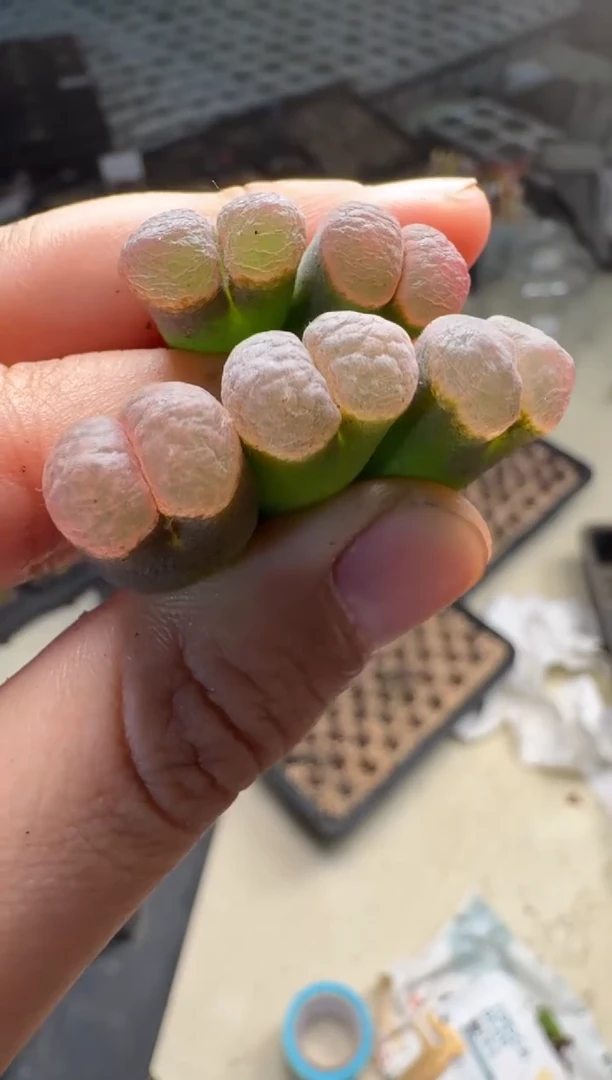 13-20多肉植物云锦风铃一颗