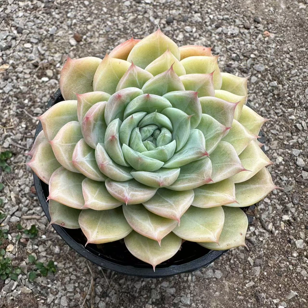 10#玉锦多肉植物      前男友精品多肉sm1015