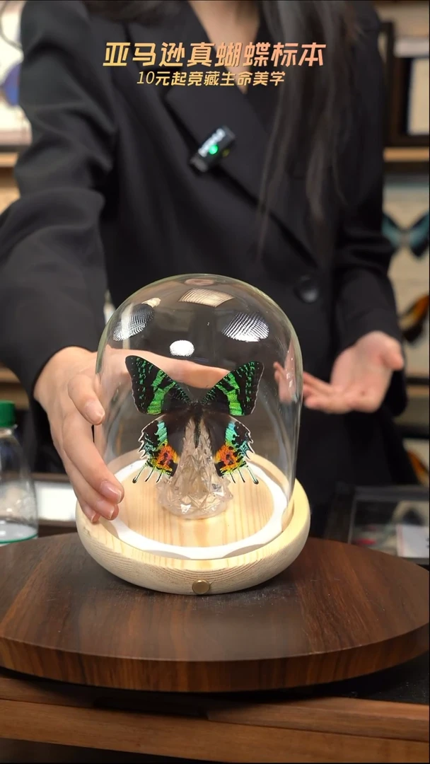 太阳蛾圣诞灯玻璃罩款