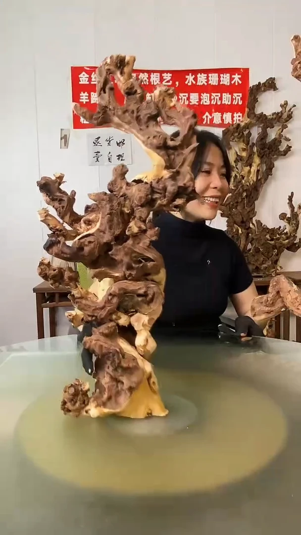 木爱**树金丝红木 羊蹄甲