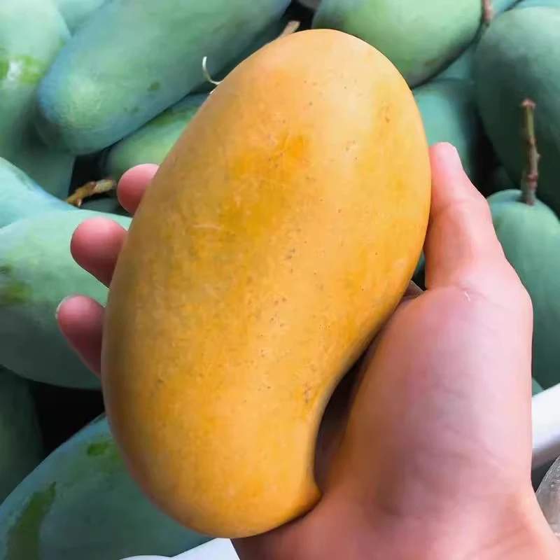 攀枝花特有攀岩二号果冻芒果超甜超软超值超好吃