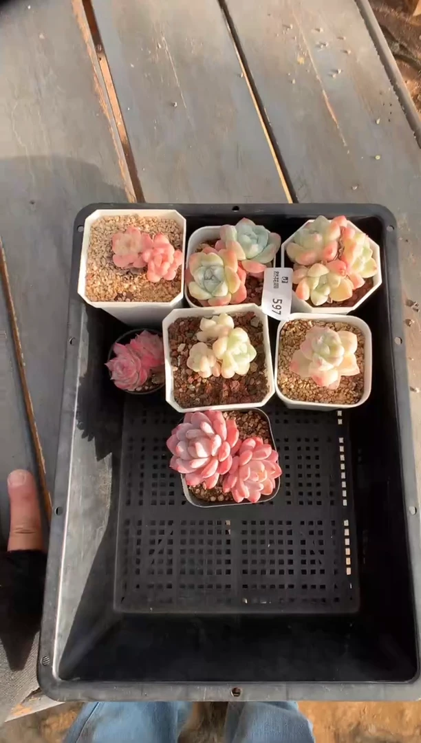 597组合7棵一物一拍