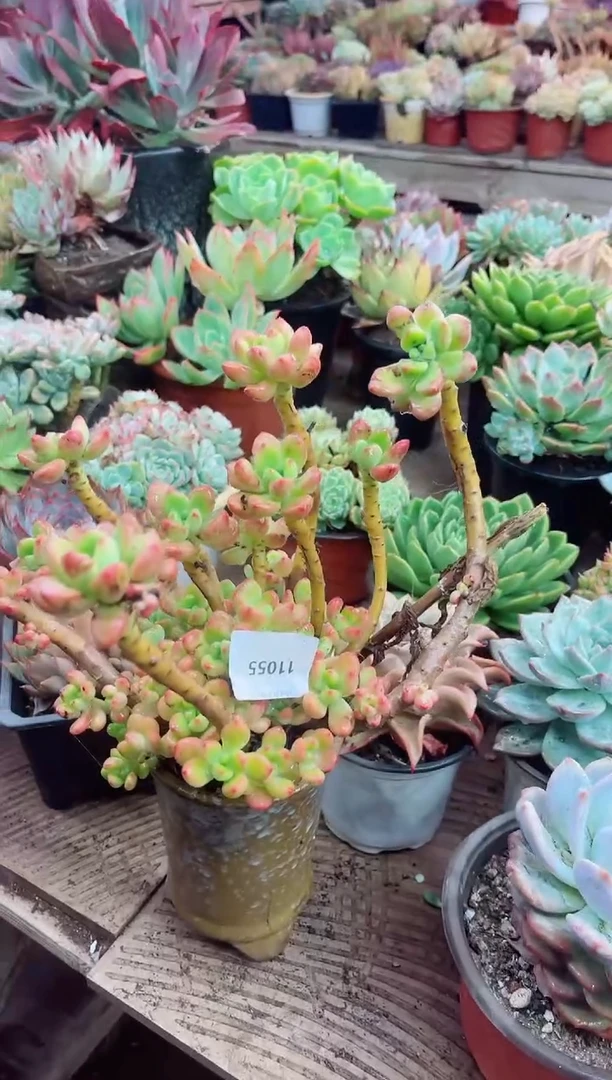 河****店11055多肉植物一物一拍