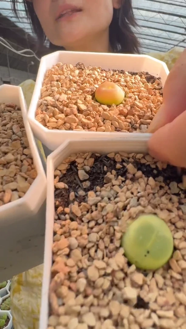 30-6多肉植物肉锥拉登一颗