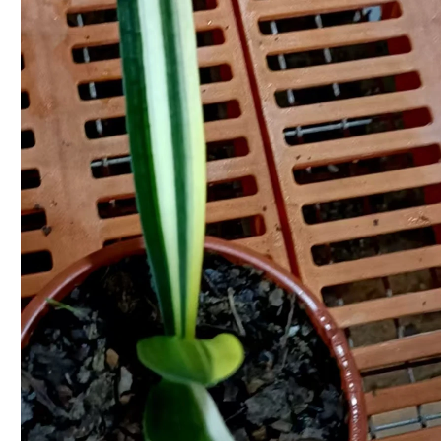 锦上精品君子兰花卉绿植