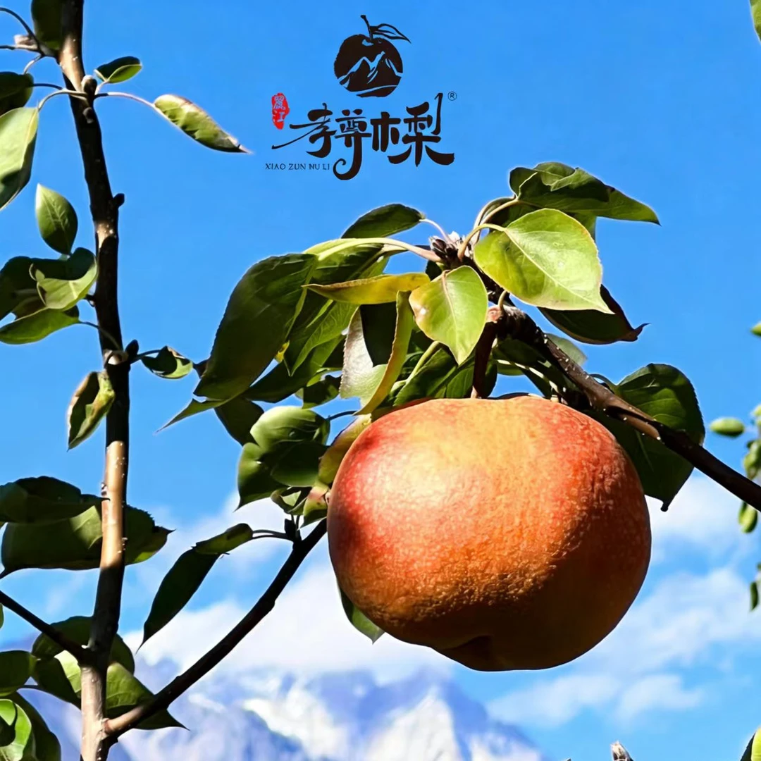 孝尊木梨云南丽江雪山木梨有机认证云南特产礼盒装包邮薄皮止咳