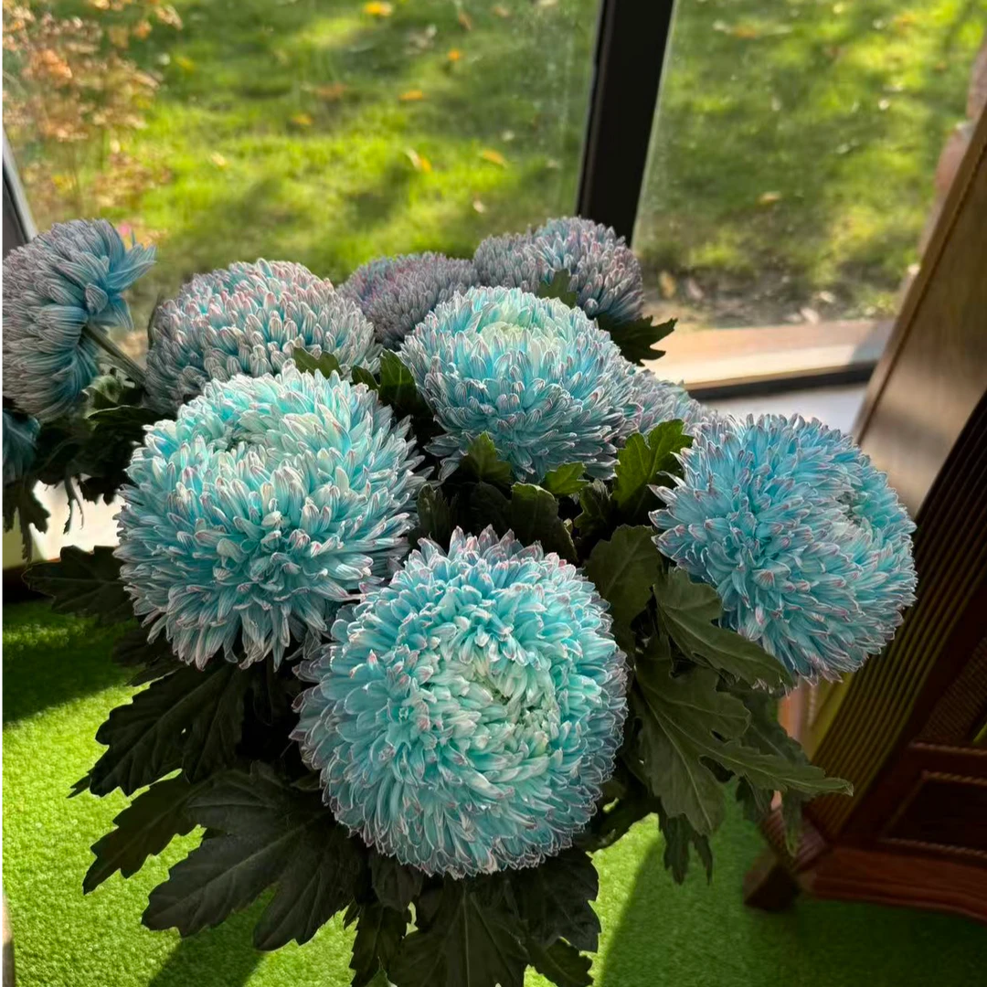 牡丹菊青花瓷网红稀有颜色鲜切枝梦幻超大朵