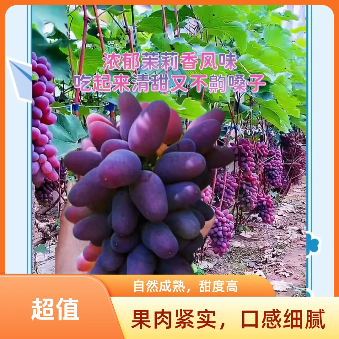 【现摘现发】云南高原高山茉莉香葡萄2斤/3斤/4斤云南省