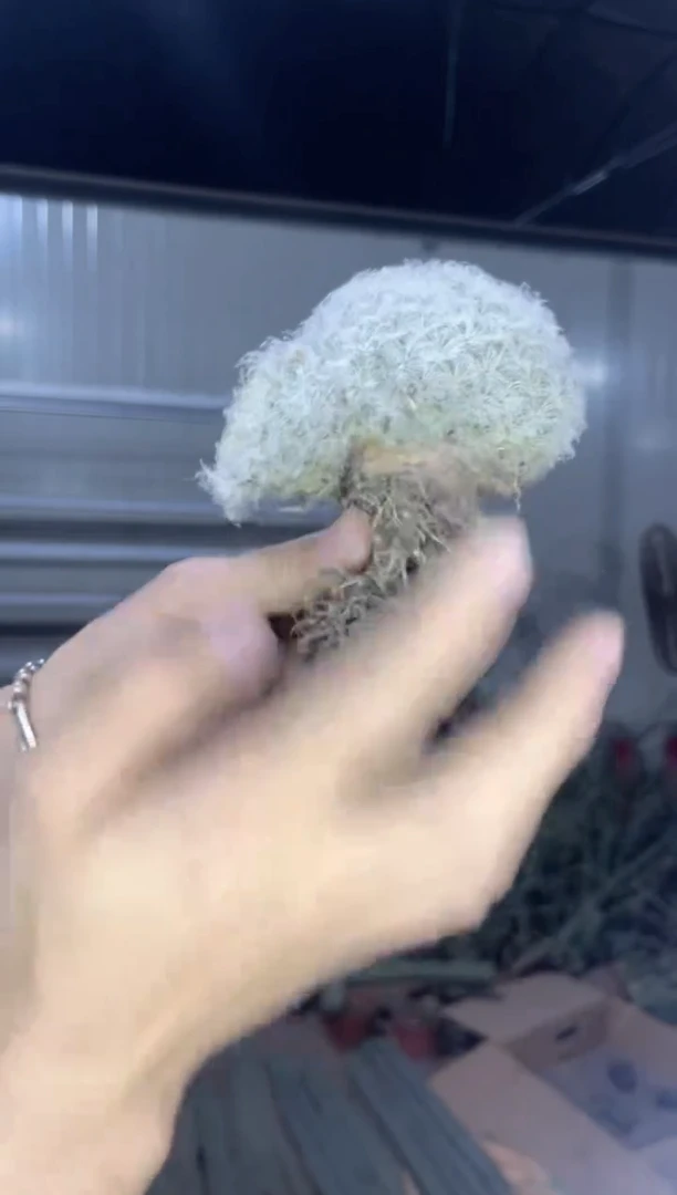 实生根 白星群生