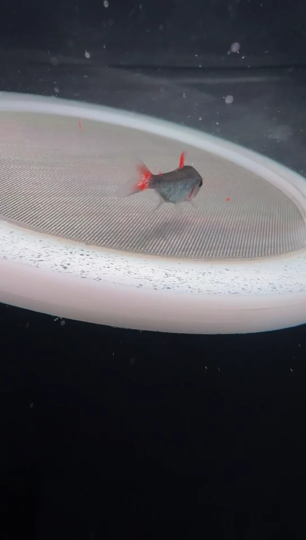 灯科鱼D12-50号外金头金尾灰太狼2.5cm左右