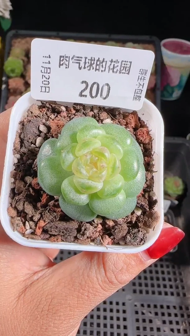 1120-200流莹群生不包整